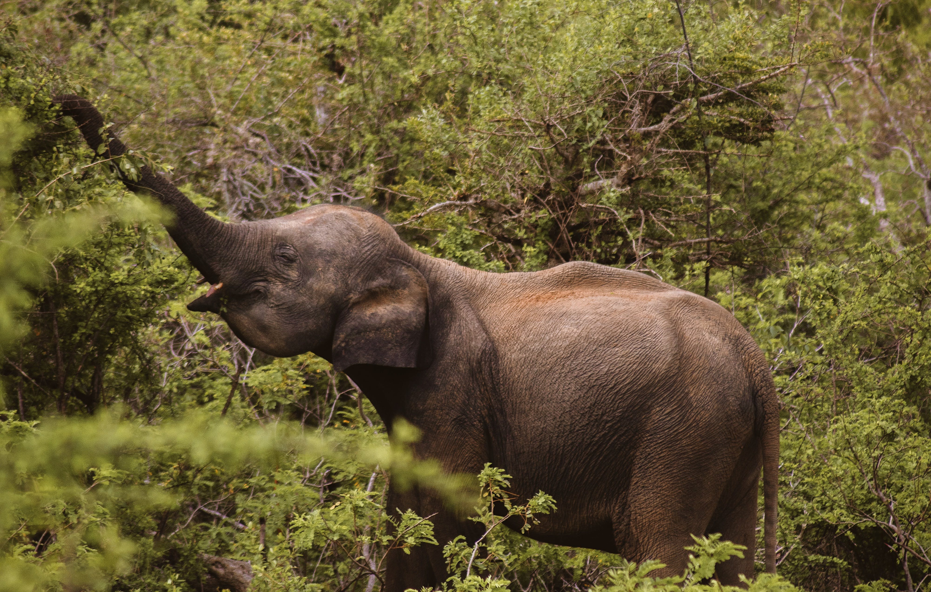 Yala elephant reaching for tree, Sri Lanka Tourism Travel to asia