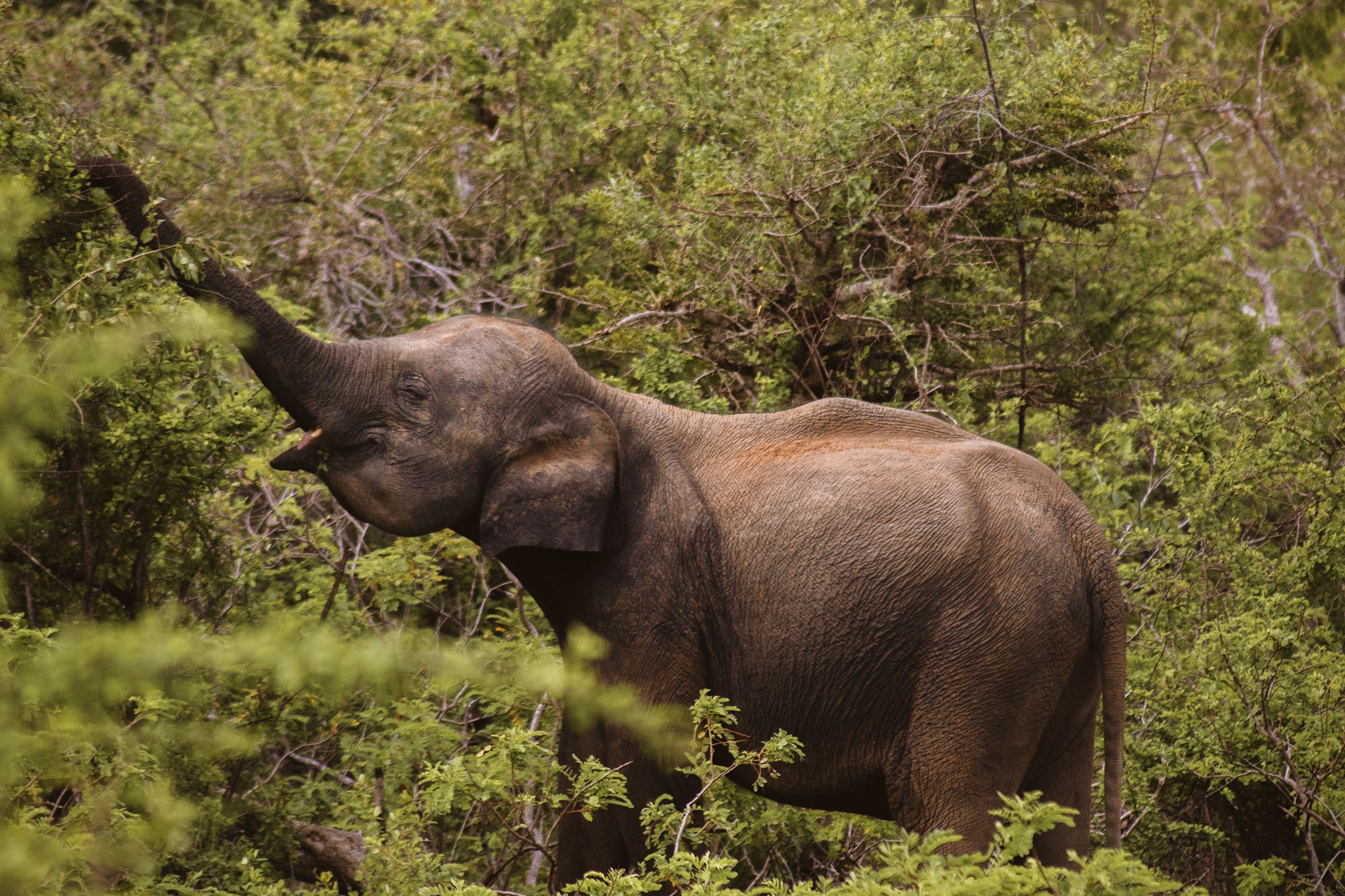 Yala elephant reaching for tree, Sri Lanka Tourism Travel to asia